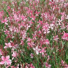 Siskiyou Gaura