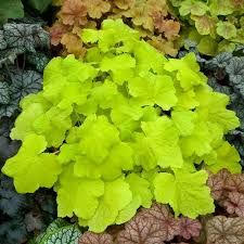 Heuchera 'Citronelle' Coral Bells