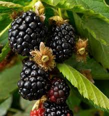 Ouachita Blackberry
