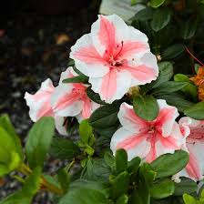 Autumn Sunburst Encore Azalea