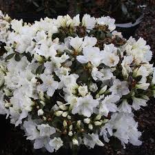 White Gumpo Azalea
