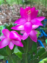 Cyber Dancer Pink Christmas Cactus
