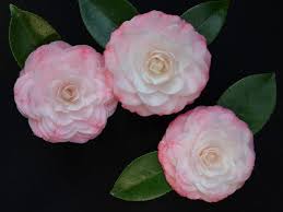 Grace Albriton Camellia