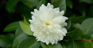 October Magic Ivory Camellia