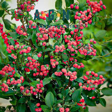 Pink Lemonade Blueberry