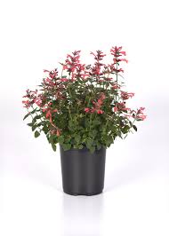 Summerlong Coral Agastache