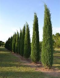 Taylor’s Juniper
