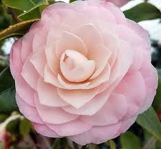 Nuccio's Pearl Camellia