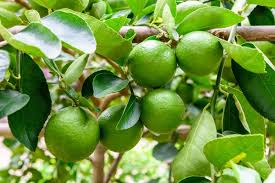 Persian Lime