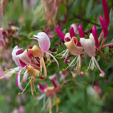 Peaches and Cream Honeysuckle