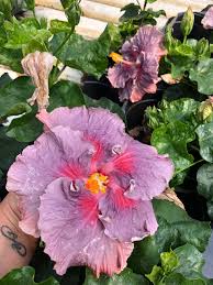 Storm Memories Cajun Hibiscus