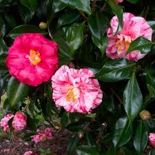 TriColor Superba Camellia japonica