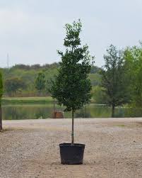 Eagleston Holly