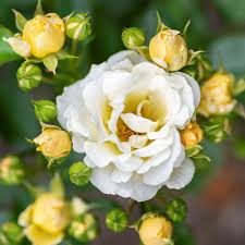 Popcorn Drift Rose