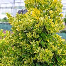 Golden Oakland Holly