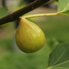 Kadota Fig