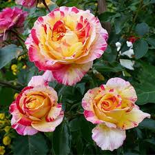 Camille Pissarro Rose