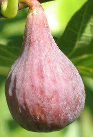 Improved Celeste Fig