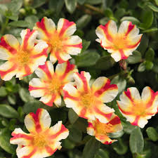 Strawberry Banana Portulaca