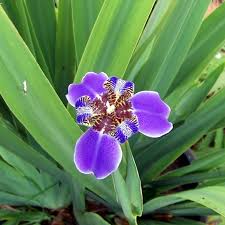 Regina Iris