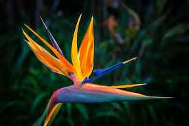 Orange Bird Of Paradise