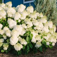 Little Hottie Hydrangea