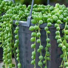 String Of Pearls