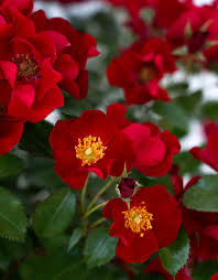Scarlet Drift Rose