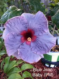 Blue Jean Baby Cajun Hibiscus