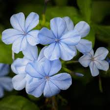 Imperial Blue Plumbago