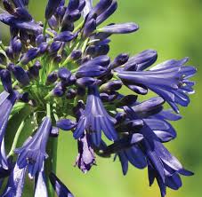 Bayou Blue Agapanthus