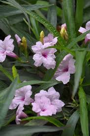 Mexican Petunia