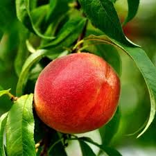 La Festival Peach
