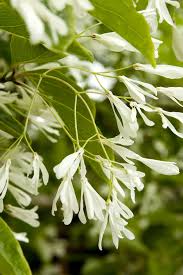 Chinese Fringe Tree