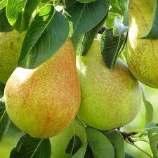 Baldwin Pear Tree