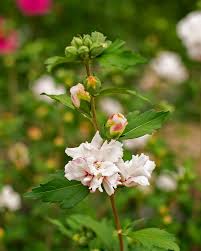 Morning Star Althea(Rose of Sharon)