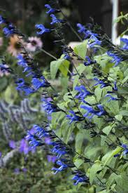 Black/Blue Salvia