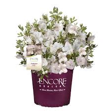 Encore Autumn Lily Azalea