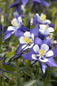 Kirigami Deep Blue White Aquilegia