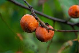 Native Persimmon