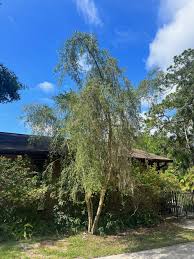 Weeping Yaupon Holly