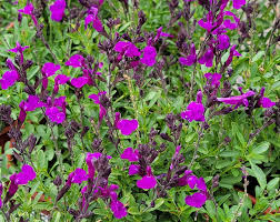 Mirage Deep Purple Salvia