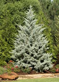 Blue Ice Arizona Cypress