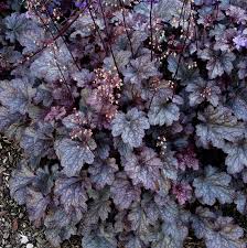 Plum Pudding Coral Bell Heuchera