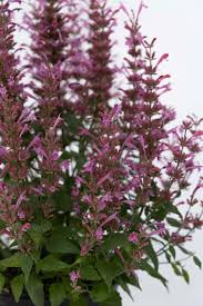 Summerlong Lilac Agastache