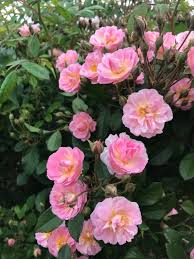 Perfume Breeze Climbing Rose
