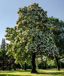 Catapla Tree