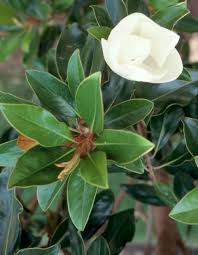 Little Gem Magnolia Tree