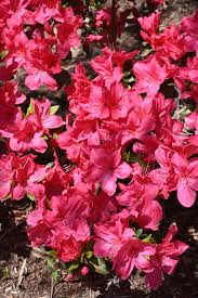 Sunglow Azalea