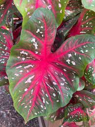 Red Flash Caladium